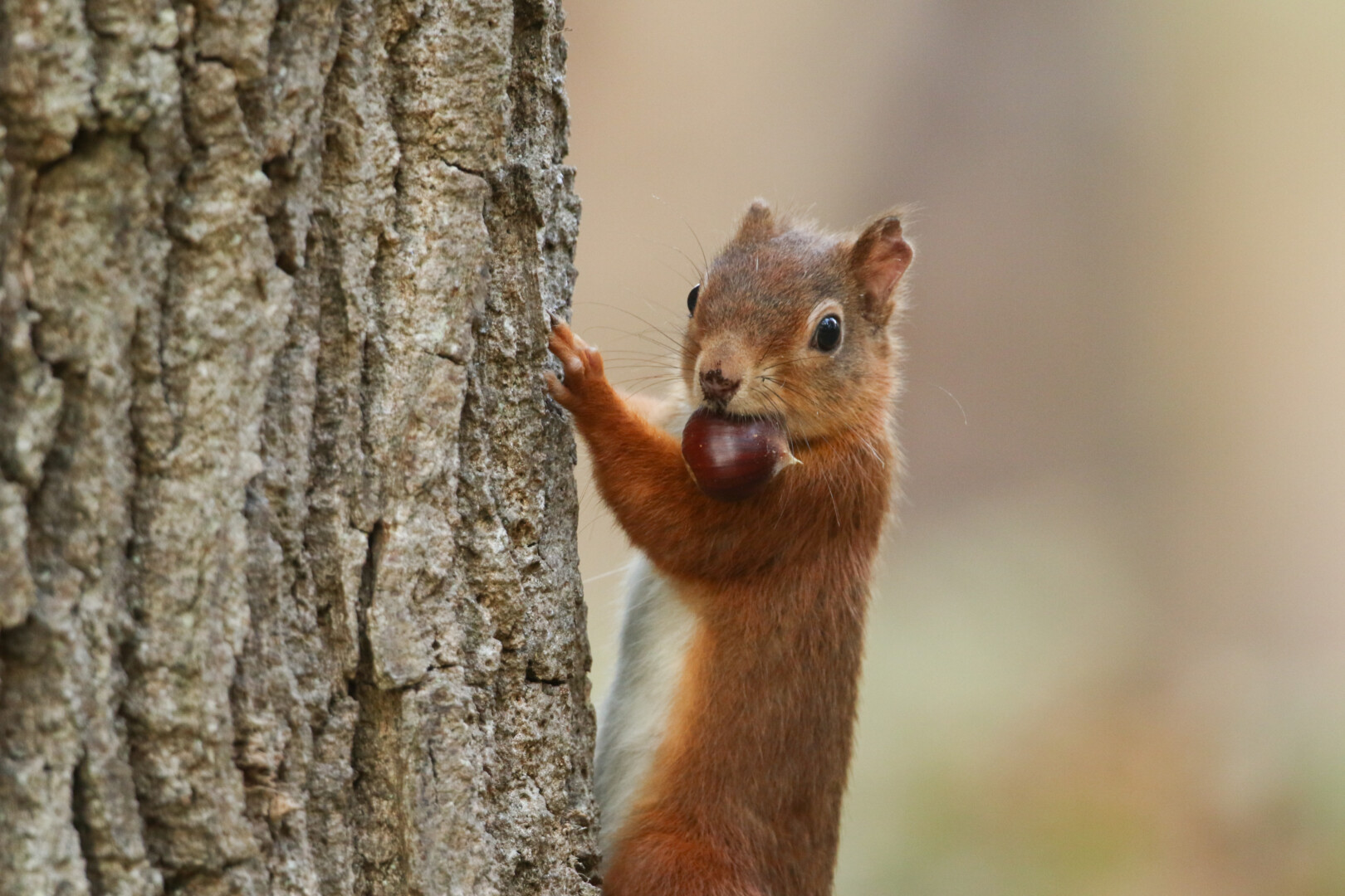 A cute Red Squirrel, Sciurus vulgaris, climbing up a tree trunk with a Sweet Chestnut in its mouth.