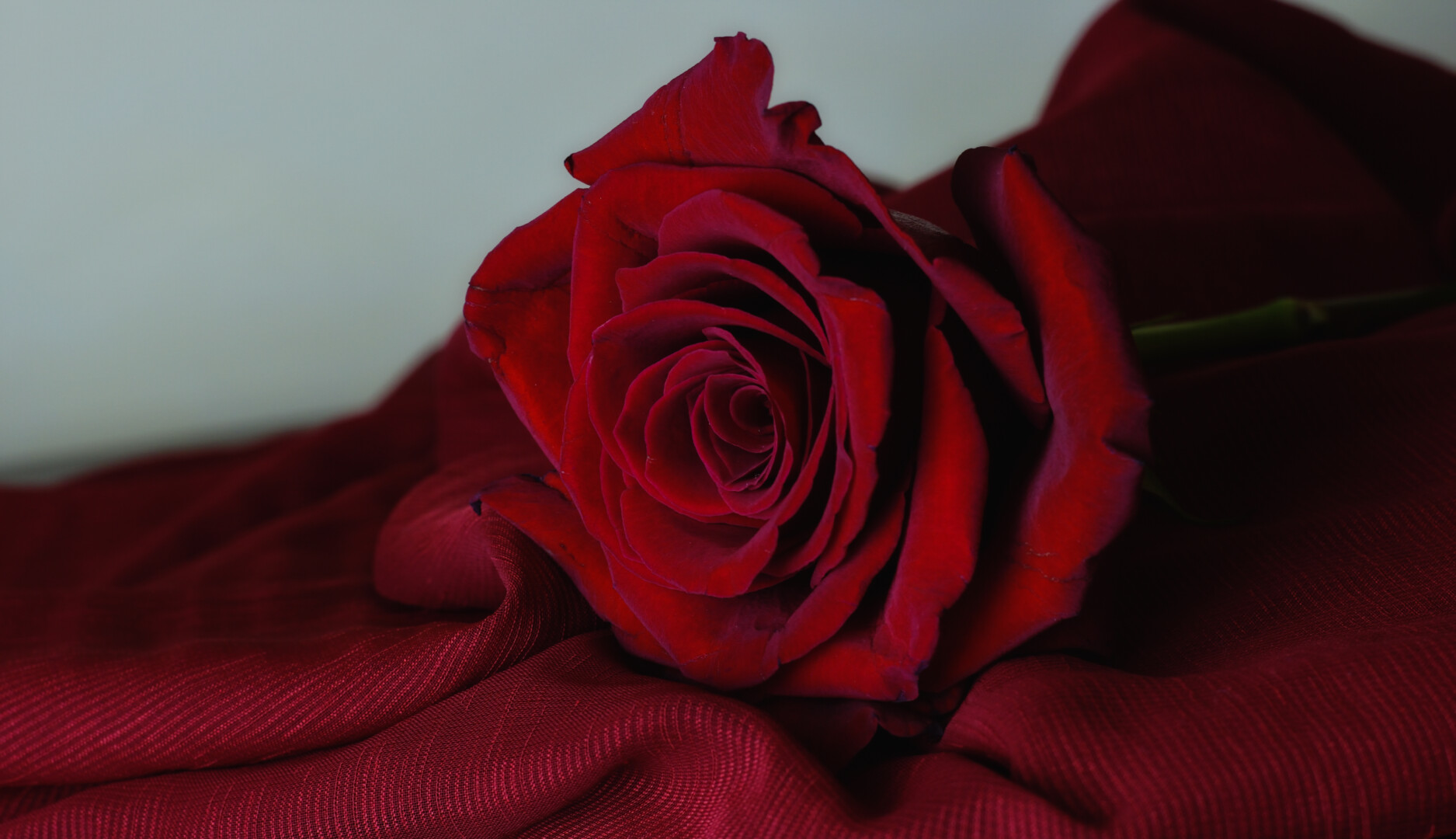 Like velvet on my skin,Close-up of red rose on table