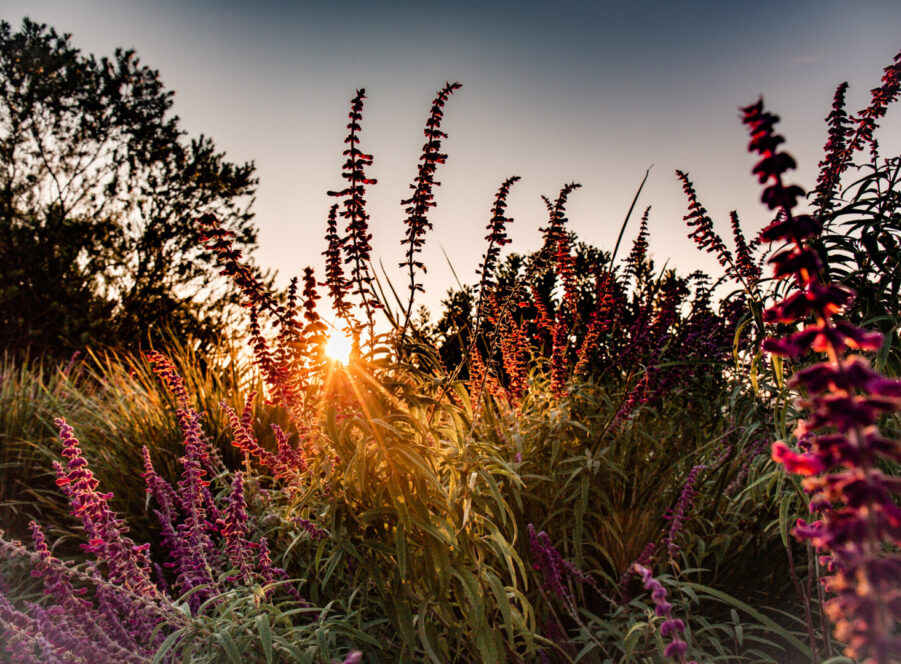 La Cantera Resort & Spa Sunrise