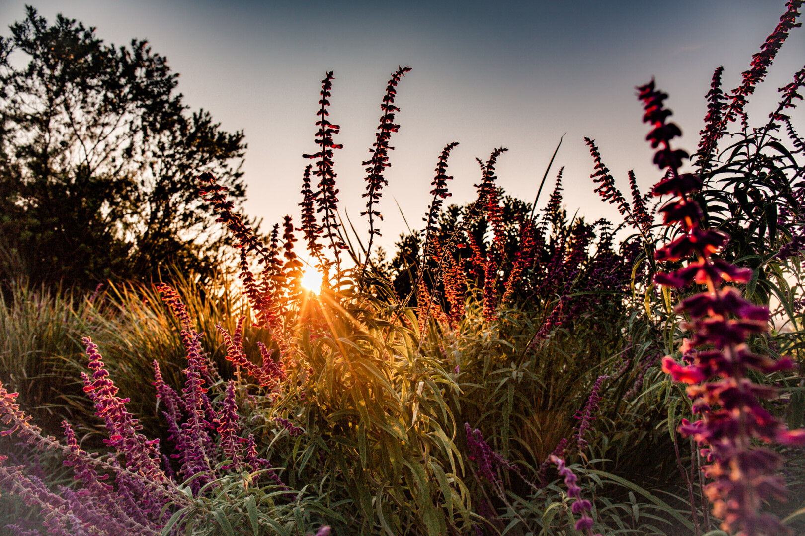 La Cantera Resort & Spa Sunrise