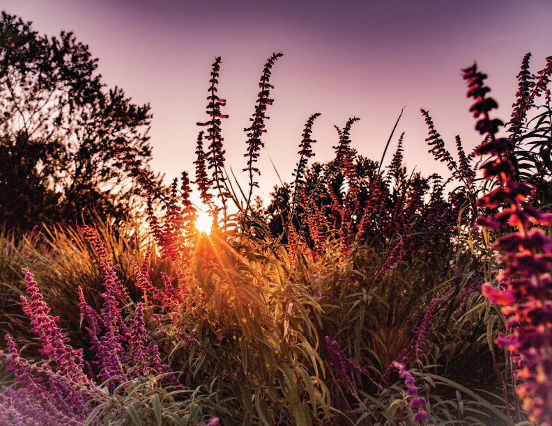 Lavender at Loma de Vida