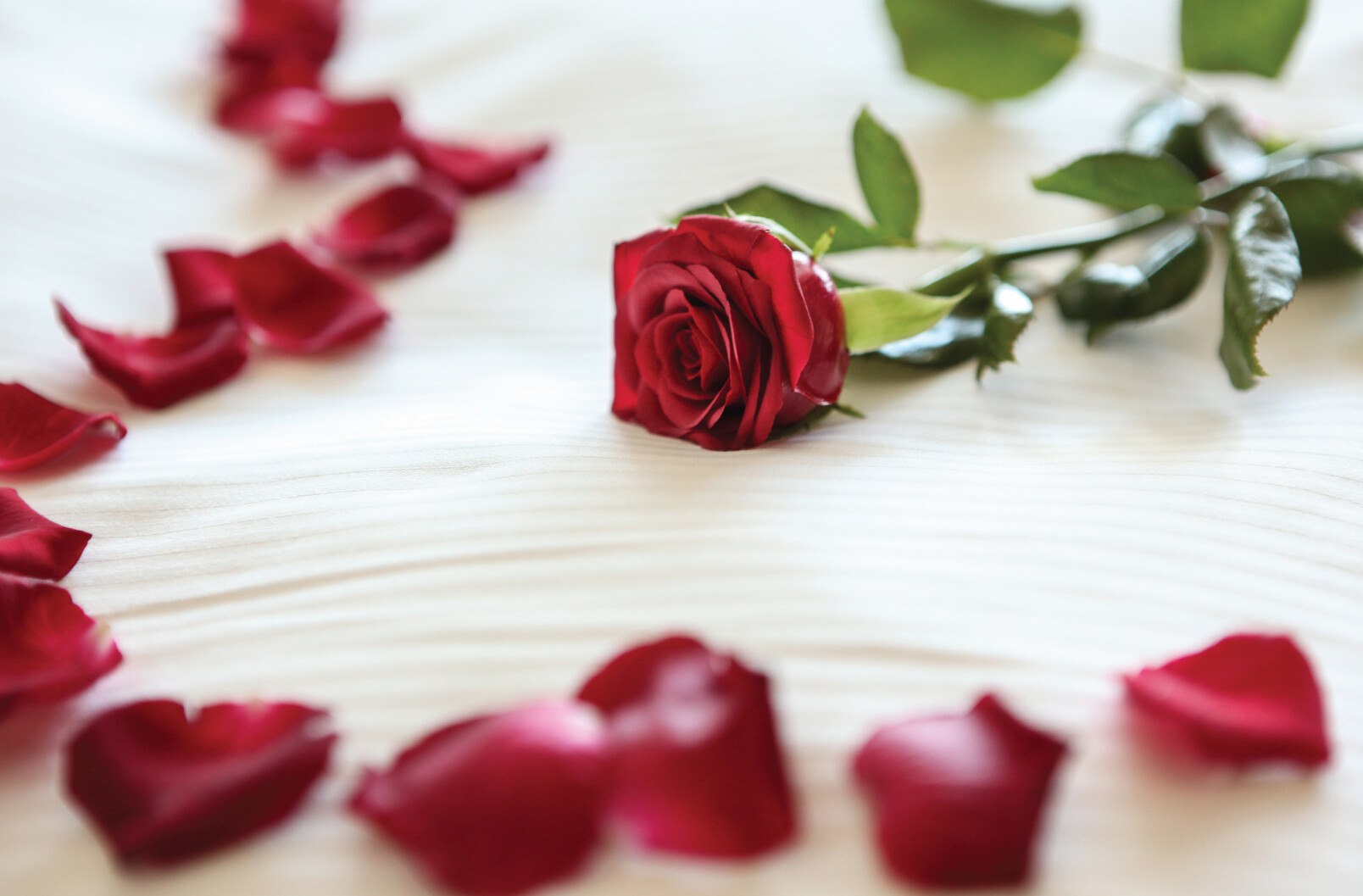 rose petals on bed